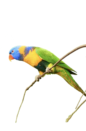 Cool parrot!